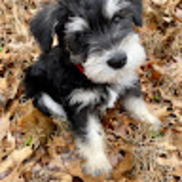 Meet your Posher, Rebecca - Picture 1 of 1